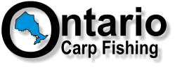 Ontario carp Fishing
