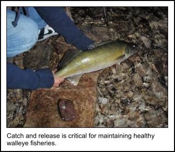 Catch and Release walleye