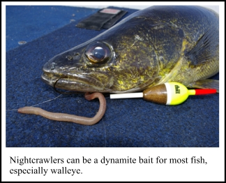 Nightcrawlers can be a dynamite bait for most fish, especially walleye.