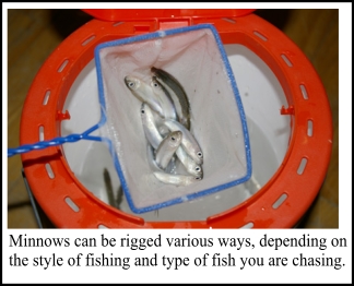 Minnows can be rigged various ways, depending on the style of fishing and type of fish you are chasing