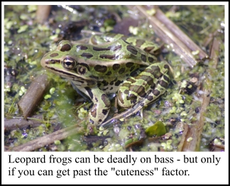 Leopard frogs can be deadly on bass - but only if you can get past the "cuteness" factor
