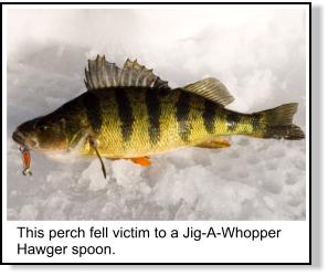 Ice Jigging for Perch