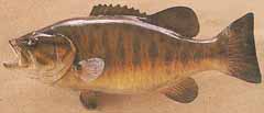 Smallmouth Bass