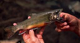 Brook or Speckled Trout