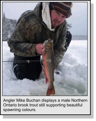Brook Trout