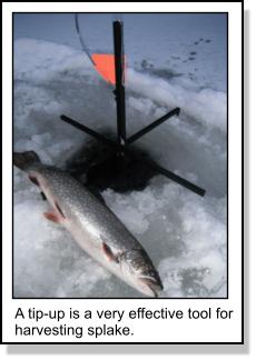 Ice fishing for splake