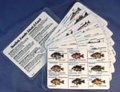 identidarcs.jpg (8271 bytes)