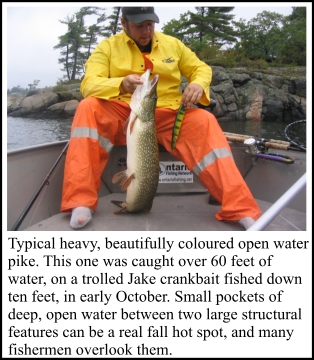 Typical heavy, beautifully coloured open water pike. This one was caught over 60 feet of water, on a trolled Jake crankbait fished down ten feet, in early October. Small pockets of deep, open water between two large structural features can be a real fall hot spot, and many fishermen overlook them. 