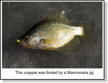 Crappie
