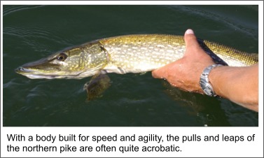 Northern Pike