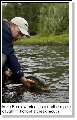 Mike Bredlaw releases a northern pike caught in front of a creek mouth